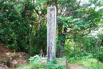 安波のタナガーグムイの植物群落（天然記念物）