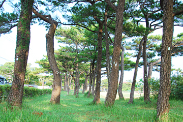 松田の馬場及び松並木