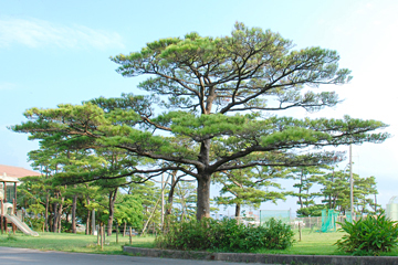 松田の馬場及び松並木