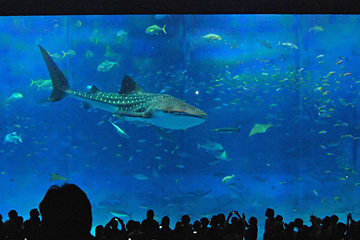 海洋博公園 - 沖縄美ら海水族館