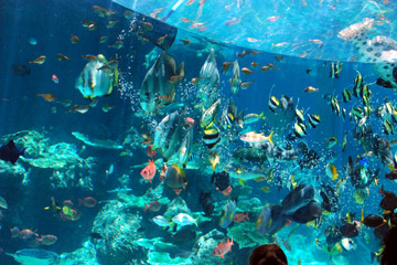 海洋博公園 - 沖縄美ら海水族館
