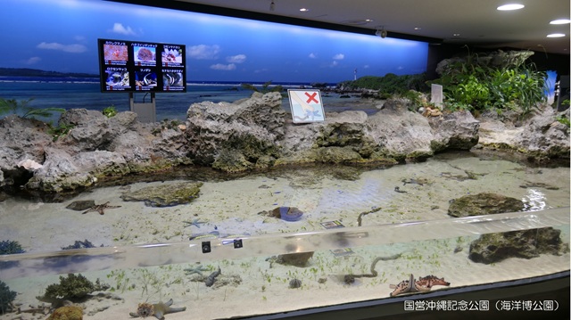 海洋博公園 - 沖縄美ら海水族館