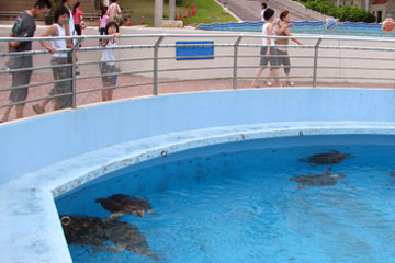 海洋博公園 - ウミガメ館、マナティー館