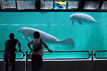 海洋博公園 - ウミガメ館、マナティー館