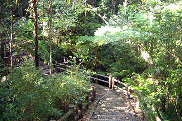 国頭村森林公園