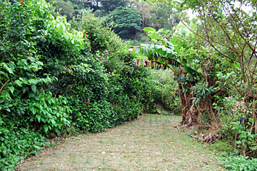 田港御願の植物群落