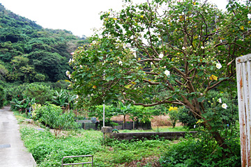 田港御願の植物群落