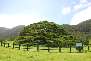 念頭平松