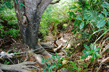 安波のタナガーグムイの植物群落（天然記念物）