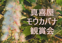 「～サガリバナ夜の花見～　真喜屋モウカバナ観賞会」開催