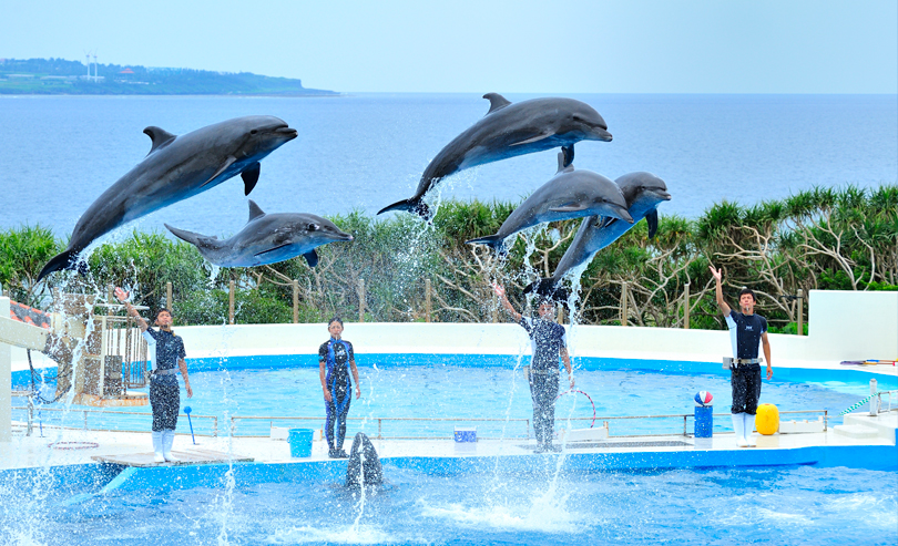 空港直行バスで楽しむ  沖縄美ら海水族館①