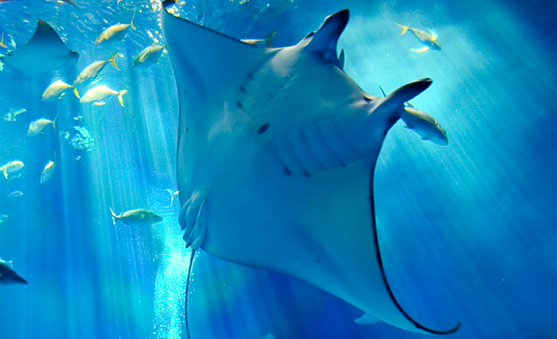 空港直行バスで楽しむ 沖縄美ら海水族館②