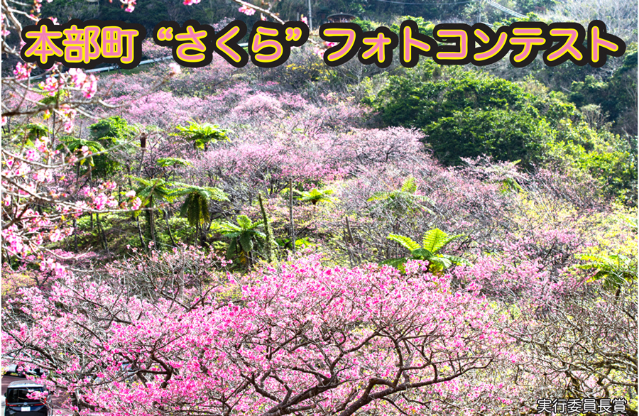 本部町 さくらフォトコンテスト開催！
