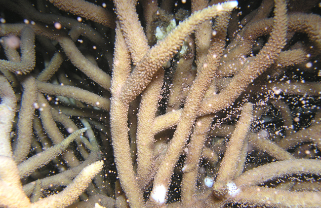 美ら海自然教室「サンゴはどうやって増える？」