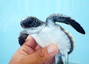 美ら海自然教室「沖縄のウミガメたち」参加者募集中！
