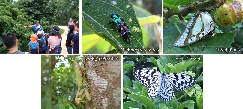 昆虫探検ツアー 園内で見られる虫や小動物を探そう！