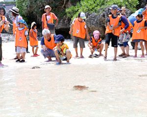 参加者募集中！「ウミガメ放流会」