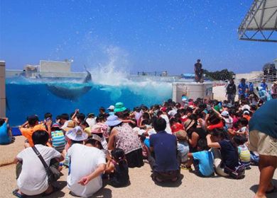 イルカたちからの水しぶきで夏の暑さを吹き飛ばそう！「オキちゃん劇場スプラッシュタイム」開催！