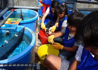 ウミガメに触れて、夏休みの思い出をつくりませんか？「ウミガメしいく体験」参加者募集中！