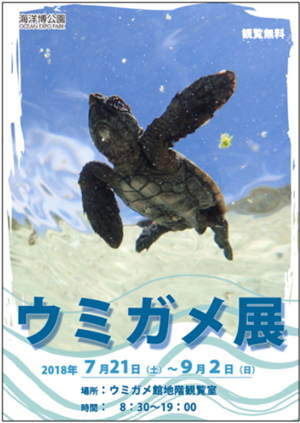 夏休み特別展示「ウミガメ展」開催！