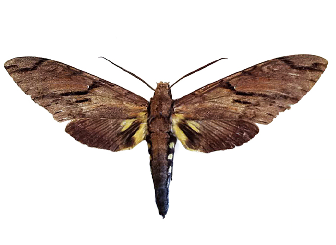 ダーウィンが予言した世界一長い口をもつ蛾キサントパンスズメガの標本展示