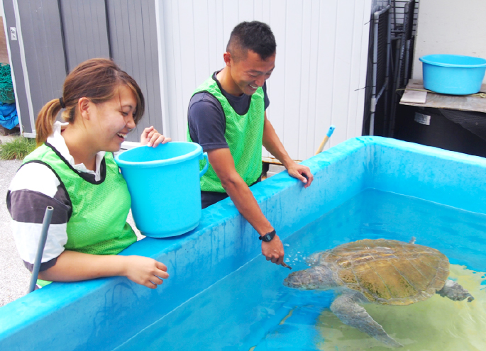 ウミガメの飼育体験