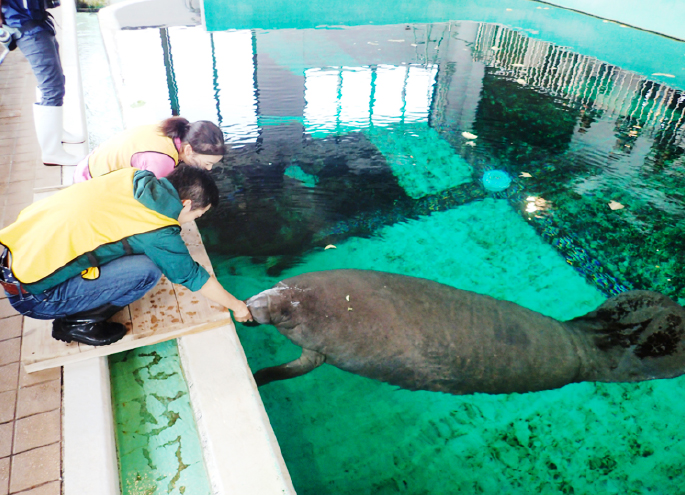 マナティーの飼育体験