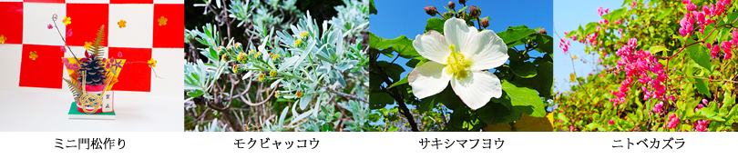 沖縄の植物体験イベント 12月「ミニ門松作り」「植物観察ツアー」