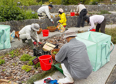 海洋博公園で花と緑に親しもう♪植物園ボランティア