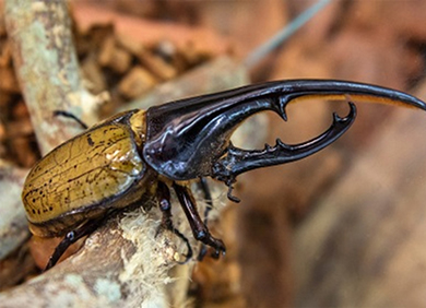 海洋博公園12月イベント ピックアップ 沖縄北部観光支援ナビゲーションサイト やんばる旅なび