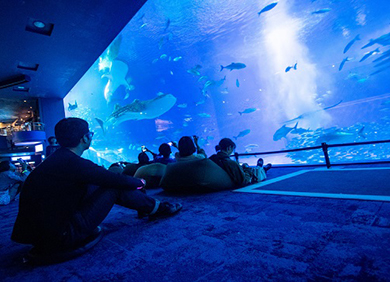 沖縄美ら海水族館～ナイトアクアリウム～・夜のDINO恐竜PARKコース