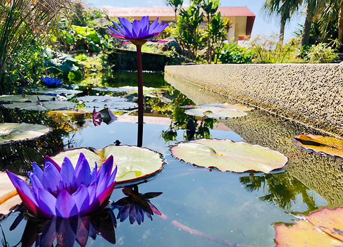 海洋博公園　花のある風景フォトコンテスト　募集中