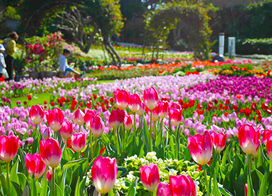 日本一早いチューリップフェア開催！～県内最大級、8万本のチューリップの花畑～