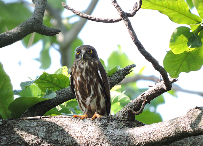 海洋博公園で手軽に野鳥観察しよう！セルフバードウォッチング開催中！