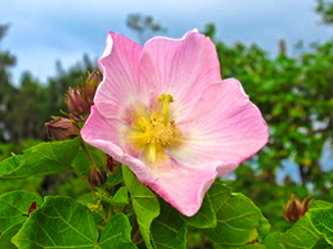 押し花や押し葉を使った年賀状作りや植物観察ツアーを行います！沖縄の植物体験イベント（12月）