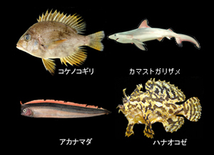新しい発見がいっぱい！美ら海自然教室「魚の体のしくみ」参加者募集！