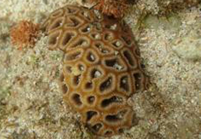 美ら島自然学校学習会～海の環境シリーズ～ イノーの生き物探し（1）～潮間帯のサンゴを観察しよう～