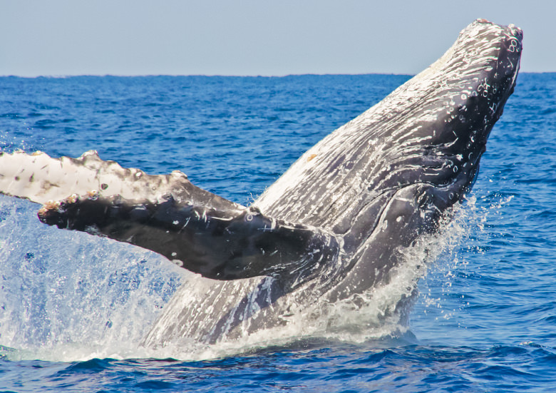 美ら海自然教室「沖縄のザトウクジラ」