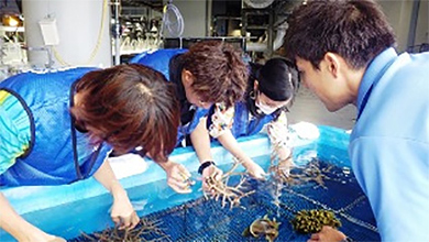 3月5日はサンゴの日　「サンゴの苗作り体験」参加者募集！