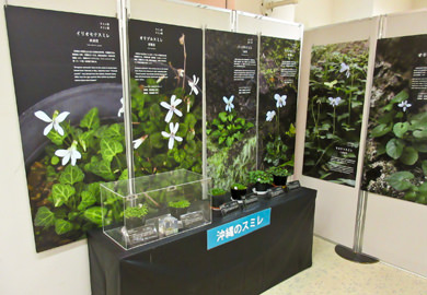 「沖縄の貴重な植物展～春を告げる植物たち～」＆「日本の生物多様性とその保全展」
