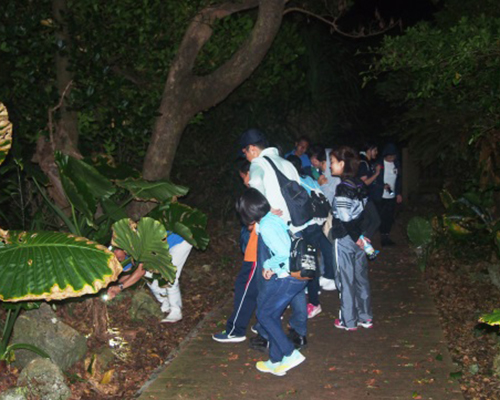 夜の海洋博公園で魅力たっぷりの生き物に出会おう！海洋博公園ナイトツアー