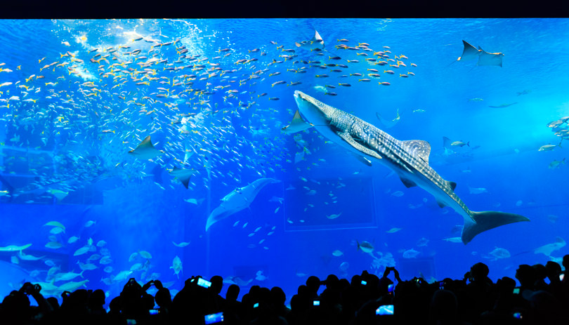 沖縄美ら海水族館まる1日満喫プラン