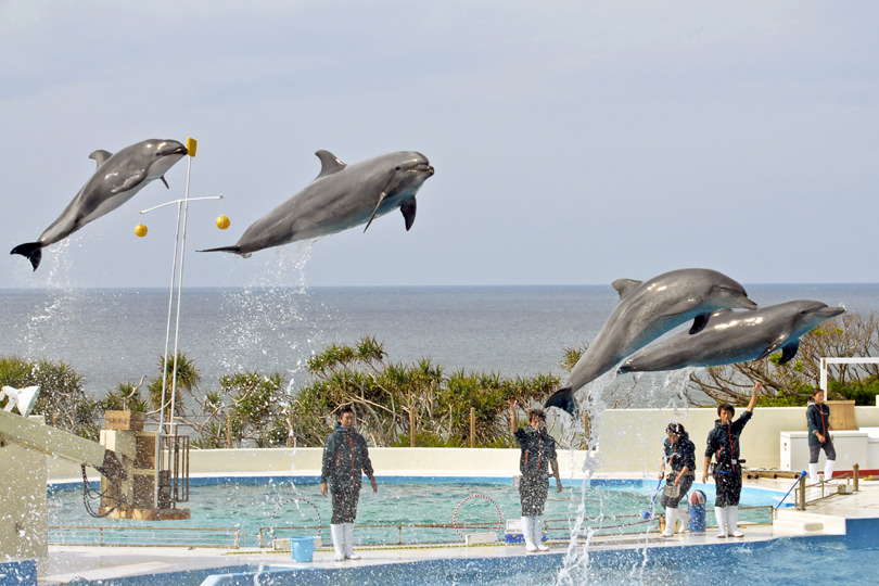 沖縄美ら海水族館午前プラン～午後にイルカショー～