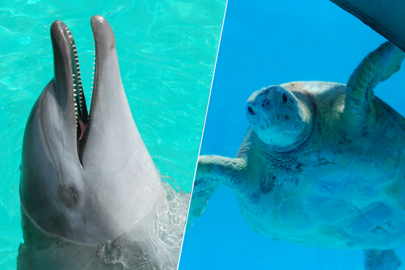 沖縄美ら海水族館4時からチケットプラン