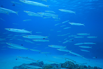 TEERA SCUBA VENTURES, OKINAWA