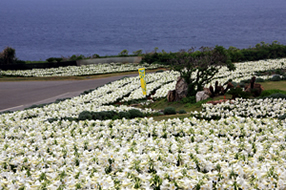 第21屆 伊江島百合花祭