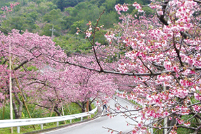 第38回 本部八重桜まつり