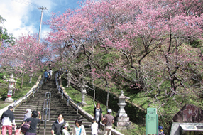 第54屆 名護櫻花祭